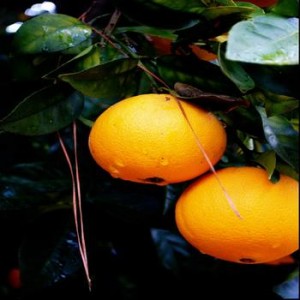 orange