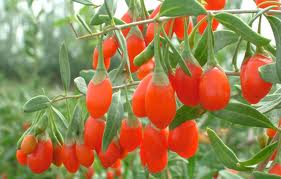 goji