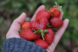 Strawberries in hand