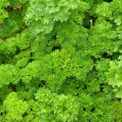 parsley (400x400)