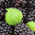 Superfoods: 4 Berries That May Better Your Health