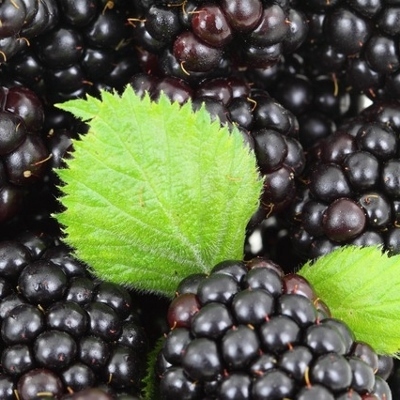 blackberries (400x400)