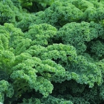 Your New Fave Superfood: Nutritious Leafy Greens
